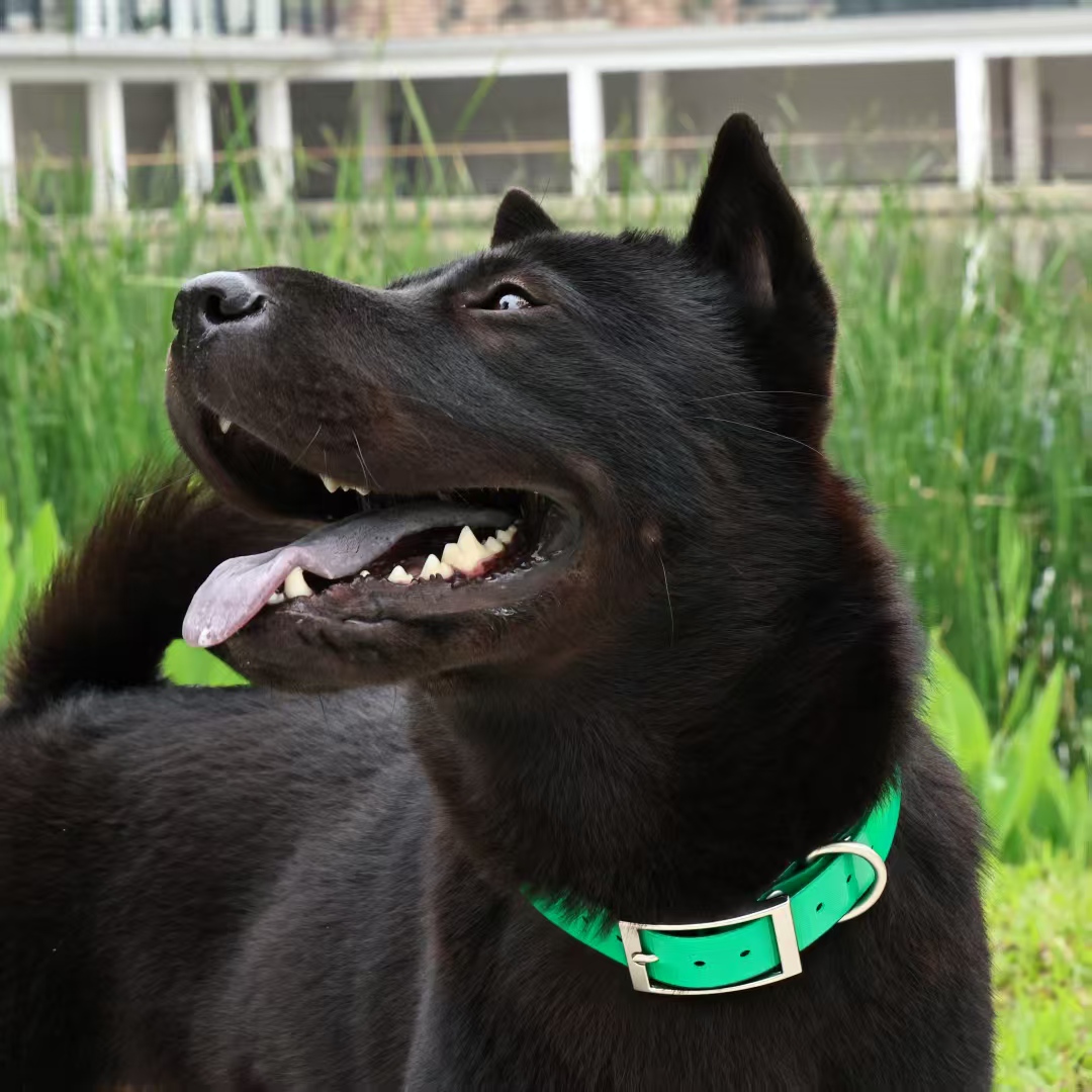 Coleira para Cães em TPU Resis - Outdoor Hunting Dog Collar avaliação e preço