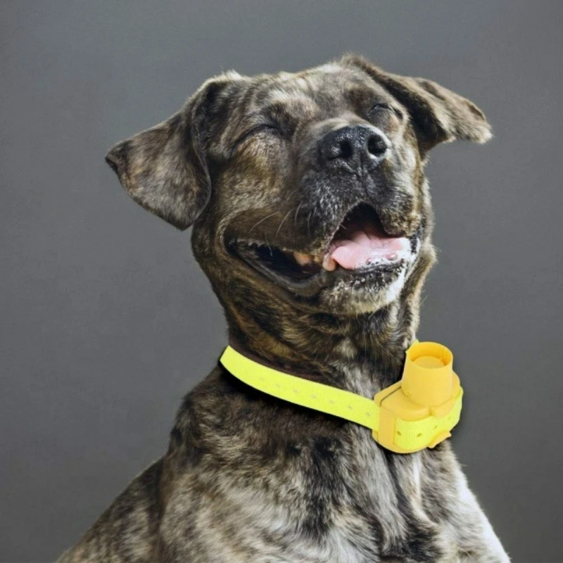 Coleiras Beeper para Cães de C - Outdoor Hunting Dog Collar avaliação e preço