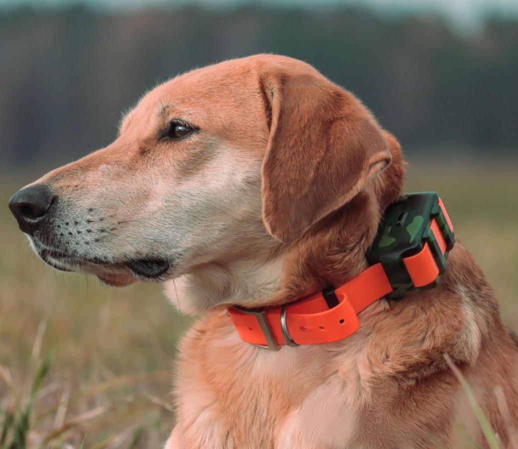 Icar ik122m 2000mah coleira gp - Outdoor Hunting Dog Collar avaliação e preço